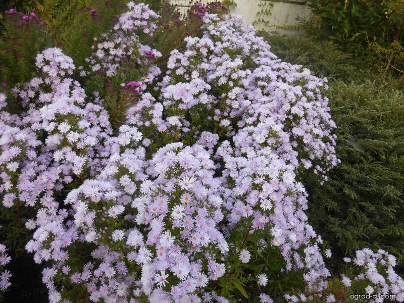 Symphyotrichum novi-belgii Rosenquarz (aster nowobelgijski) Symphyotrichum novi-belgii Rosenquarz (aster nowobelgijski)