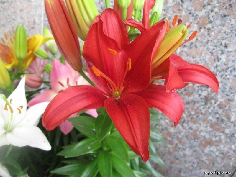 Lilium x hybridum Tiny Hope (lilia) Lilium x hybridum Tiny Hope (lilia)