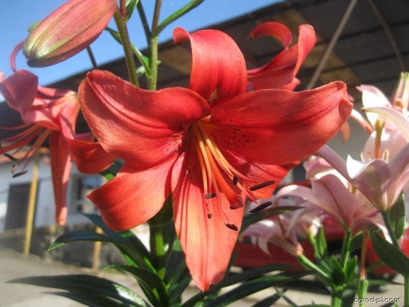 Lilium x hybridum Pearl Lorraine (lilia) Lilium x hybridum Pearl Lorraine (lilia)