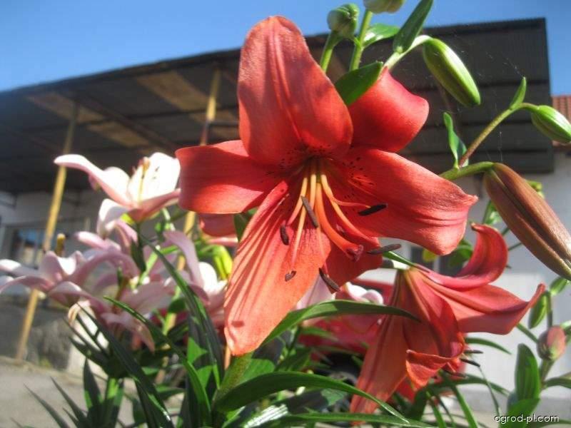 Lilium x hybridum Pearl Lorraine (lilia) Lilium x hybridum Pearl Lorraine (lilia)