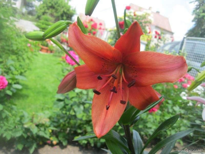 Lilium x hybridum Pearl Lorraine (lilia) Lilium x hybridum Pearl Lorraine (lilia)