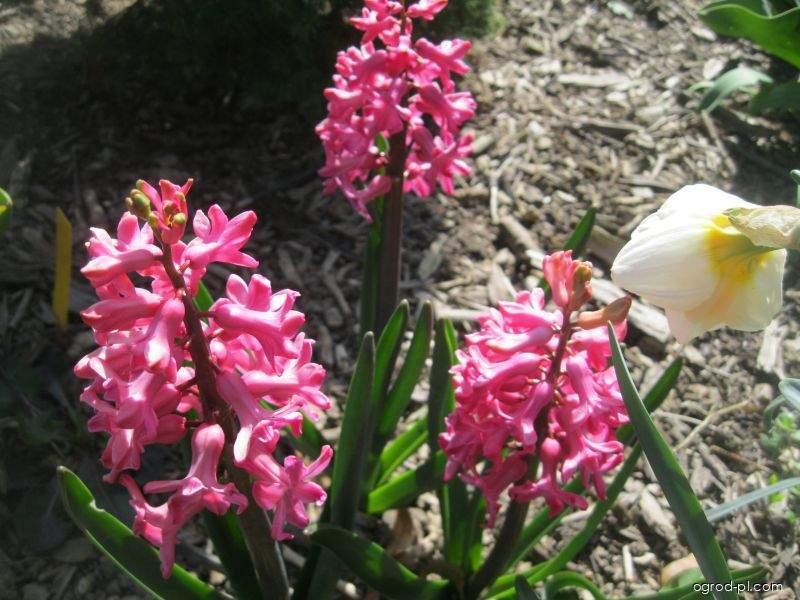 Hyacinthus orientalis Jan Bos (hiacynt wschodni) Hyacinthus orientalis Jan Bos (hiacynt wschodni)