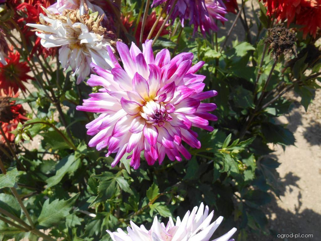 Dahlia Mistr František Peterka (dalia) Dahlia Mistr František Peterka (dalia)