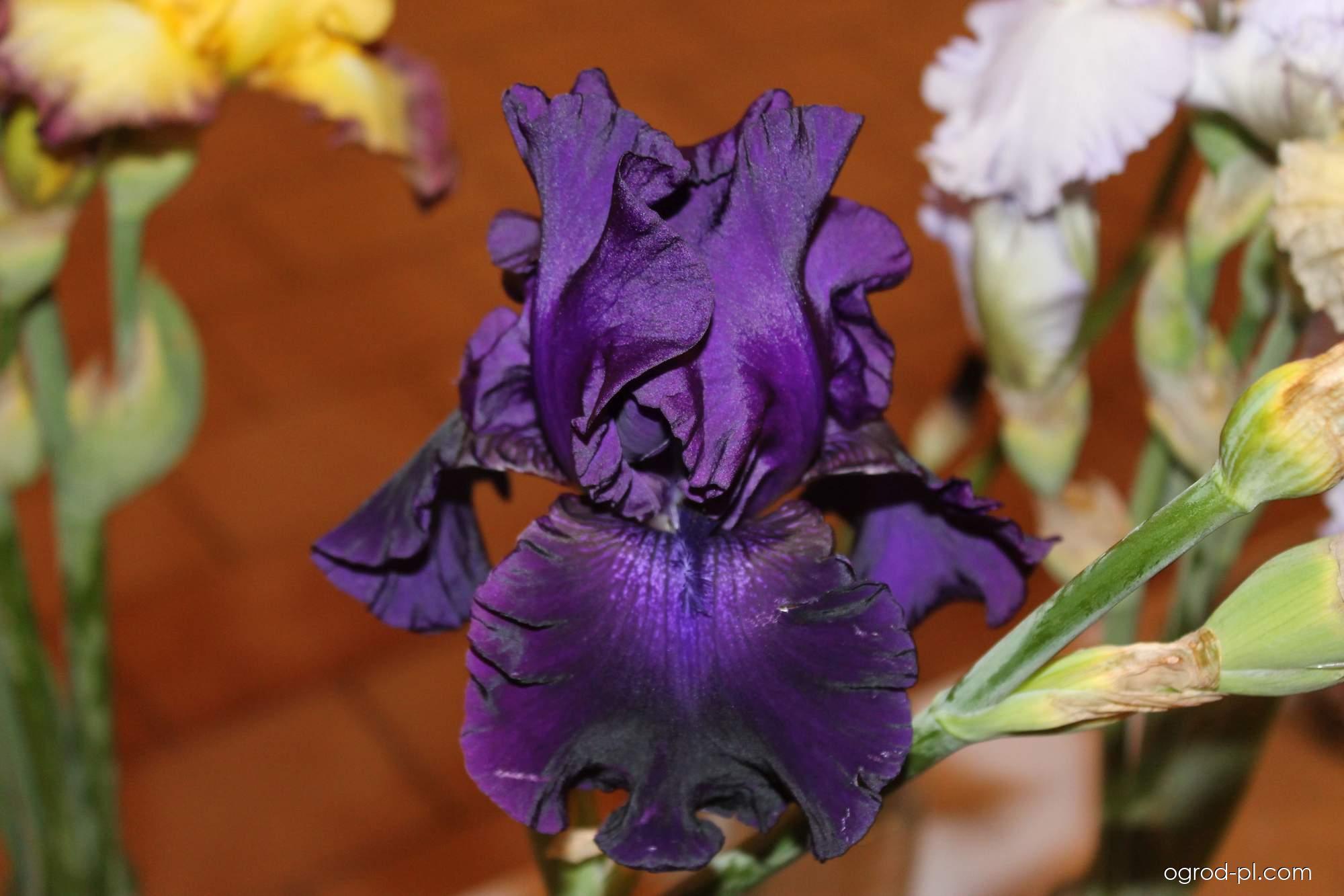 Iris barbata Slovak Sapphire (Kosaciec bródkowy) Iris barbata Slovak Sapphire (Kosaciec bródkowy)