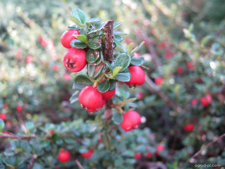 Cotoneaster dammeri SCHNEID. (irga Dammera) Cotoneaster dammeri SCHNEID. (irga Dammera)