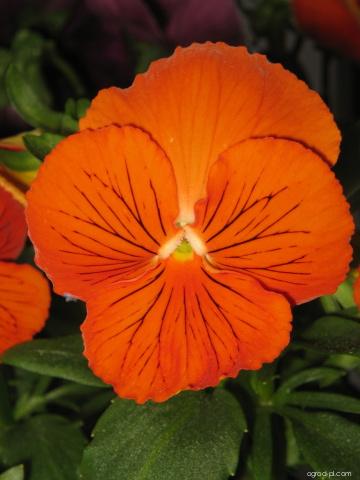Viola x wittrockiana GAMS. (Bratek ogrodowy) Viola x wittrockiana GAMS. (Bratek ogrodowy)
