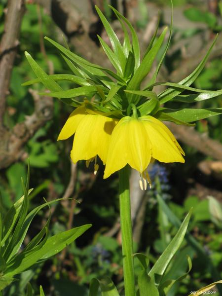 Fritillaria imperialis Lutea (szachownica cesarska) Fritillaria imperialis Lutea (szachownica cesarska)