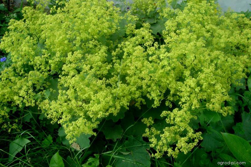 Alchemilla mollis (BURSER) ROTHM. (przywrotnik ostroklapowy) Alchemilla mollis (BURSER) ROTHM. (przywrotnik ostroklapowy)