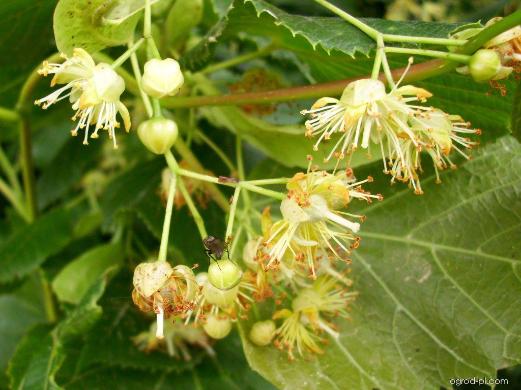 Tilia cordata Mill. (lipa drobnolistna) Tilia cordata Mill. (lipa drobnolistna)