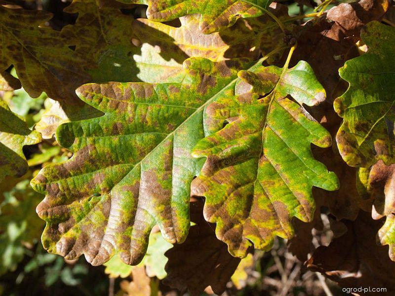 Quercus robur L. (dąb szypułkowy) Quercus robur L. (dąb szypułkowy)