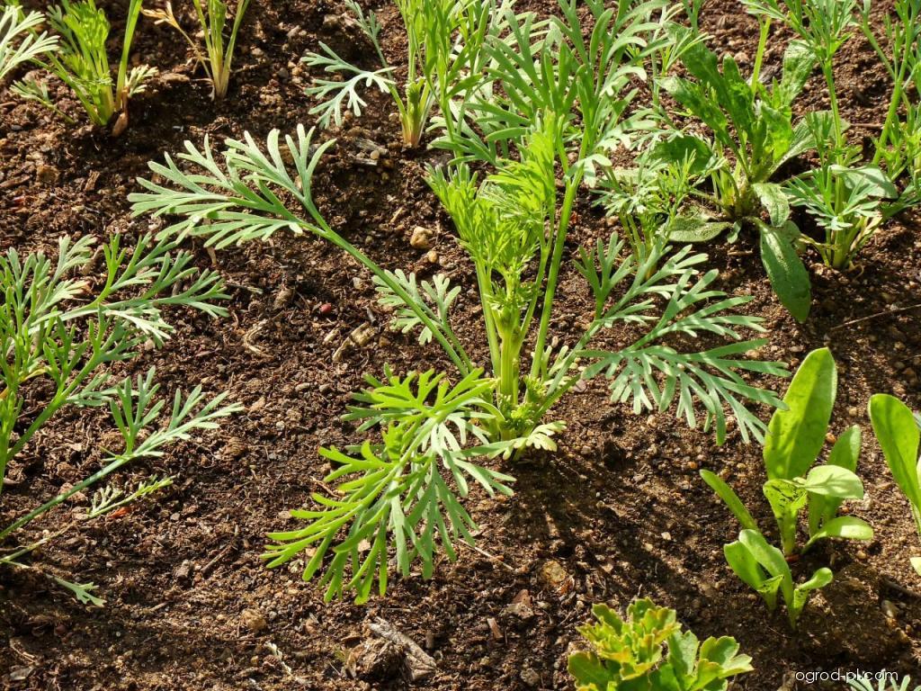 Eschscholtzia californica CHAM. (maczek kalifornijski) Eschscholtzia californica CHAM. (maczek kalifornijski)