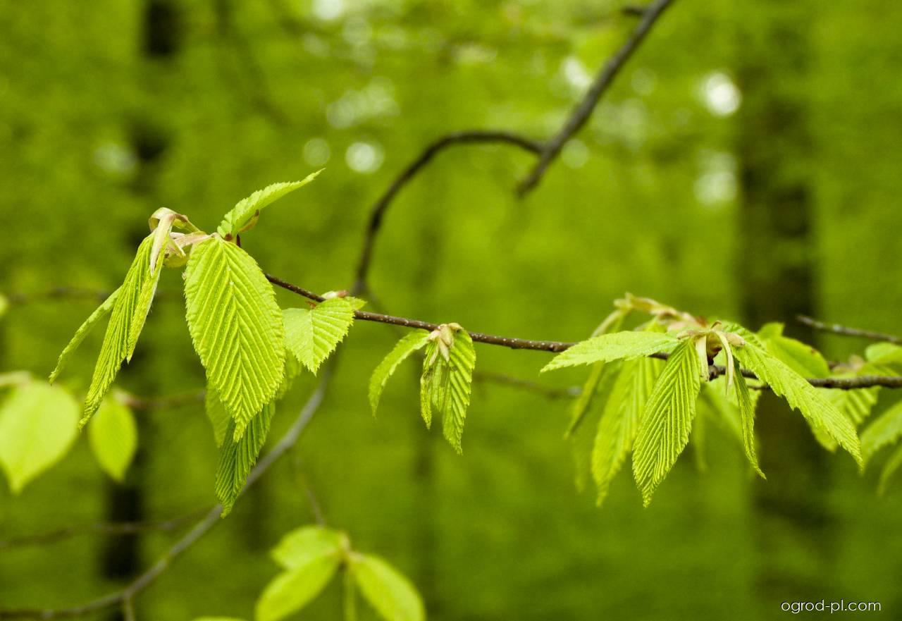Carpinus betulus L. (grab zwyczajny) Carpinus betulus L. (grab zwyczajny)