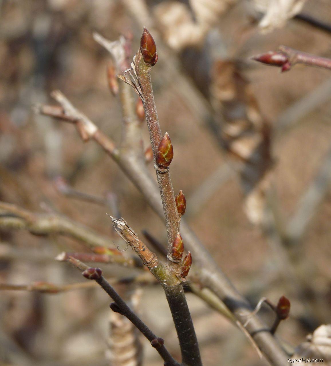 Carpinus betulus L. (grab zwyczajny) Carpinus betulus L. (grab zwyczajny)