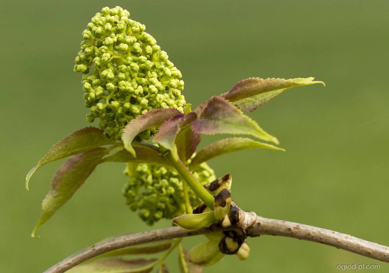 Sambucus racemosa L. (bez koralowy) Sambucus racemosa L. (bez koralowy)