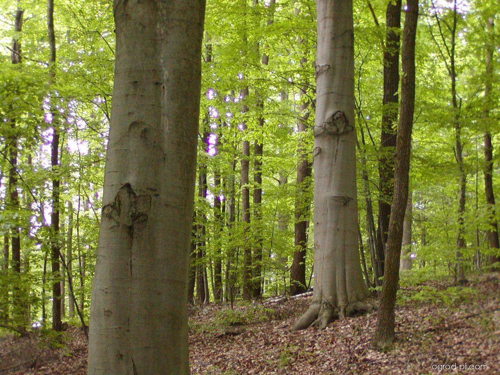 Fagus sylvatica L. (buk zwyczajny) Fagus sylvatica L. (buk zwyczajny)
