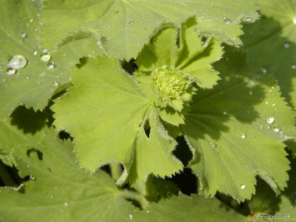 Alchemilla mollis (BURSER) ROTHM. (przywrotnik ostroklapowy) Alchemilla mollis (BURSER) ROTHM. (przywrotnik ostroklapowy)