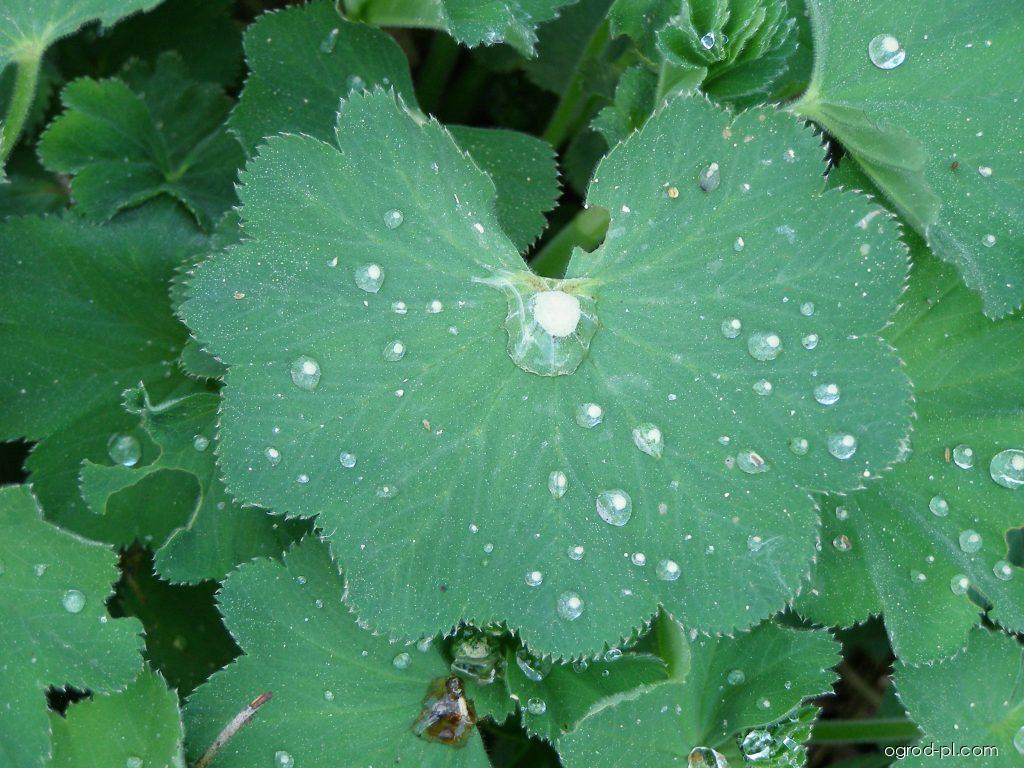 Alchemilla mollis (BURSER) ROTHM. (przywrotnik ostroklapowy) Alchemilla mollis (BURSER) ROTHM. (przywrotnik ostroklapowy)