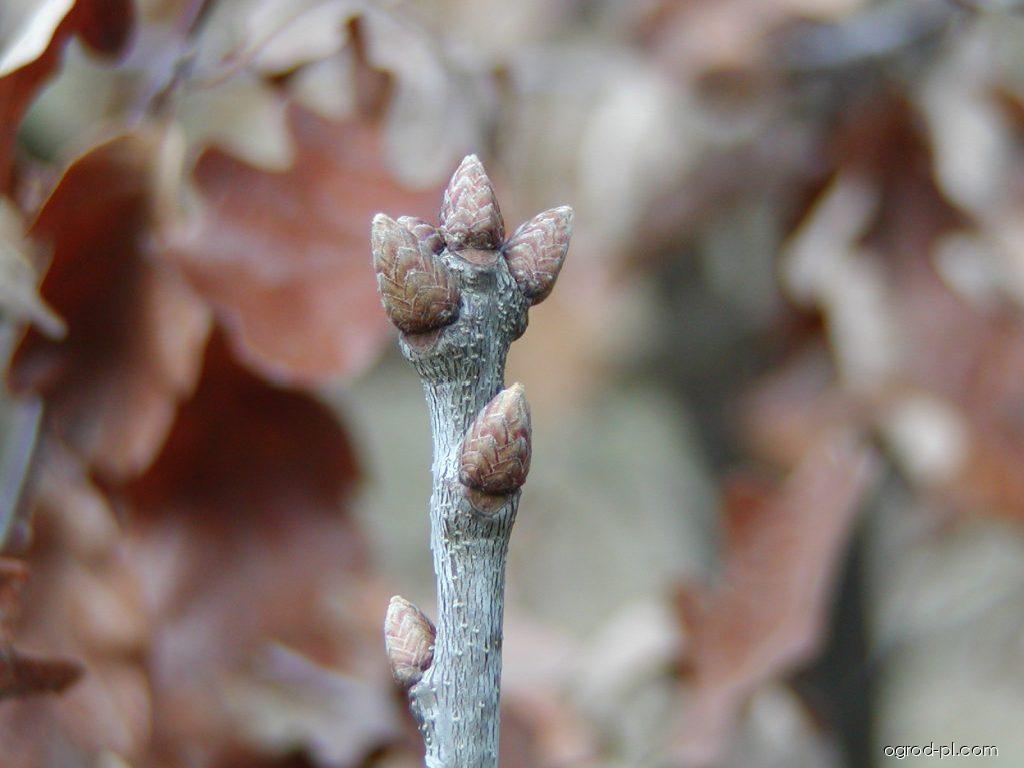 Quercus robur L. (dąb szypułkowy) Quercus robur L. (dąb szypułkowy)