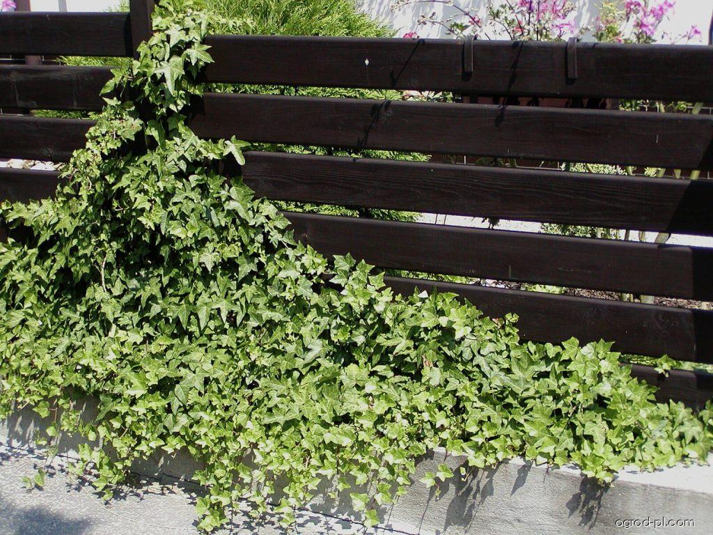 Hedera helix L. (bluszcz pospolity) Hedera helix L. (bluszcz pospolity)