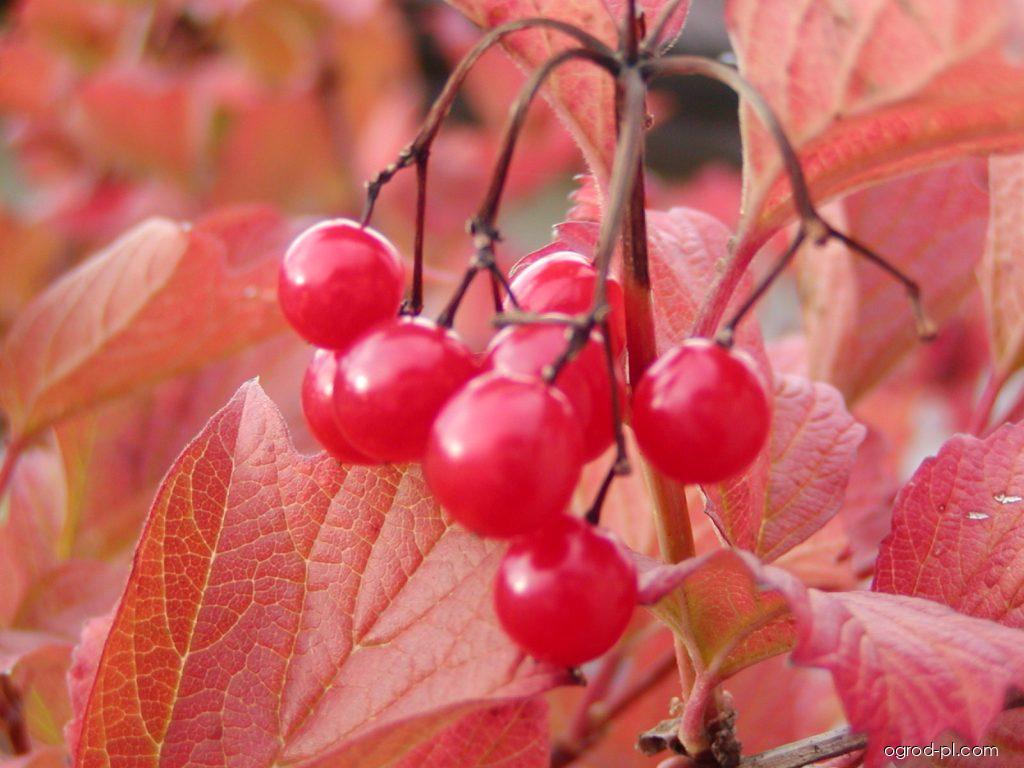 Viburnum opulus L. (kalina koralowa) Viburnum opulus L. (kalina koralowa)