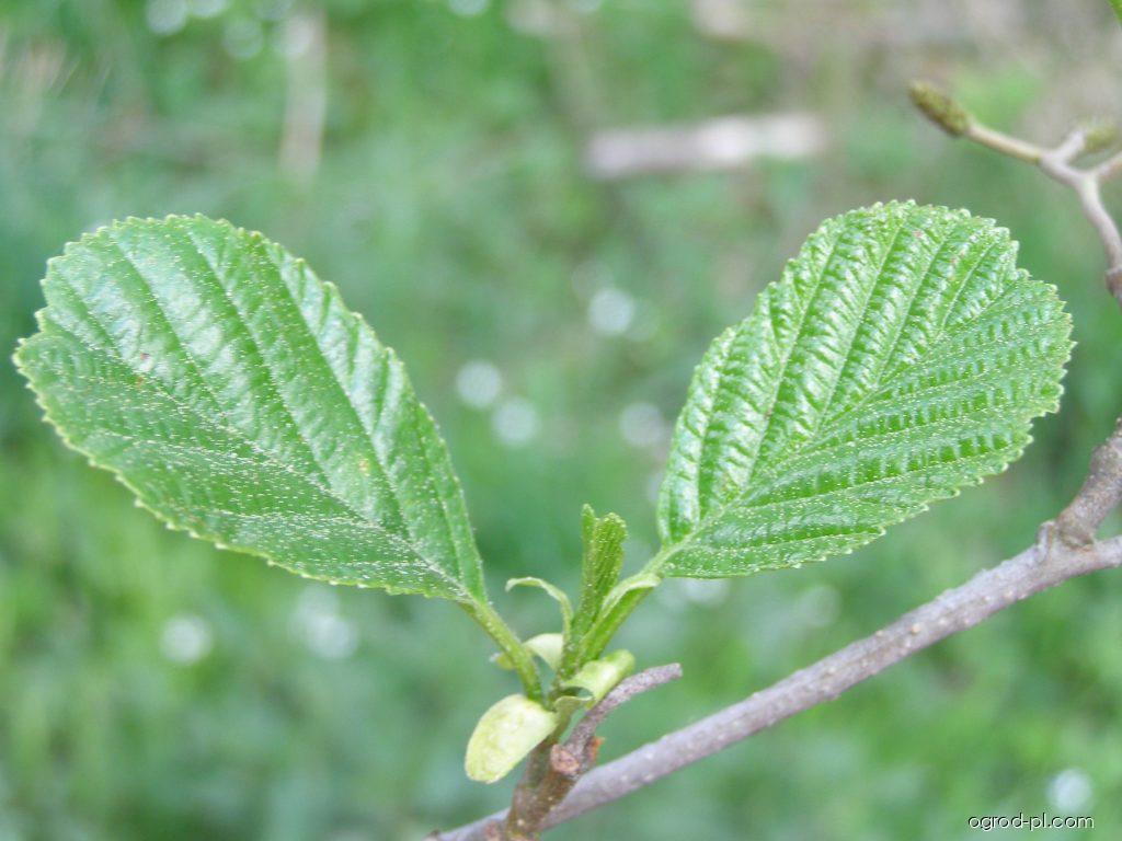Alnus glutinosa (L.) GAERTN. (olsza czarna) Alnus glutinosa (L.) GAERTN. (olsza czarna)