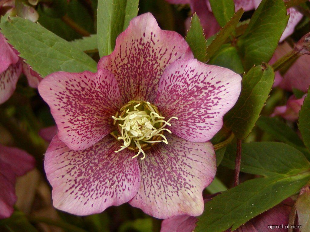 Helleborus orientalis LAM. (ciemiernik wschodni) Helleborus orientalis LAM. (ciemiernik wschodni)
