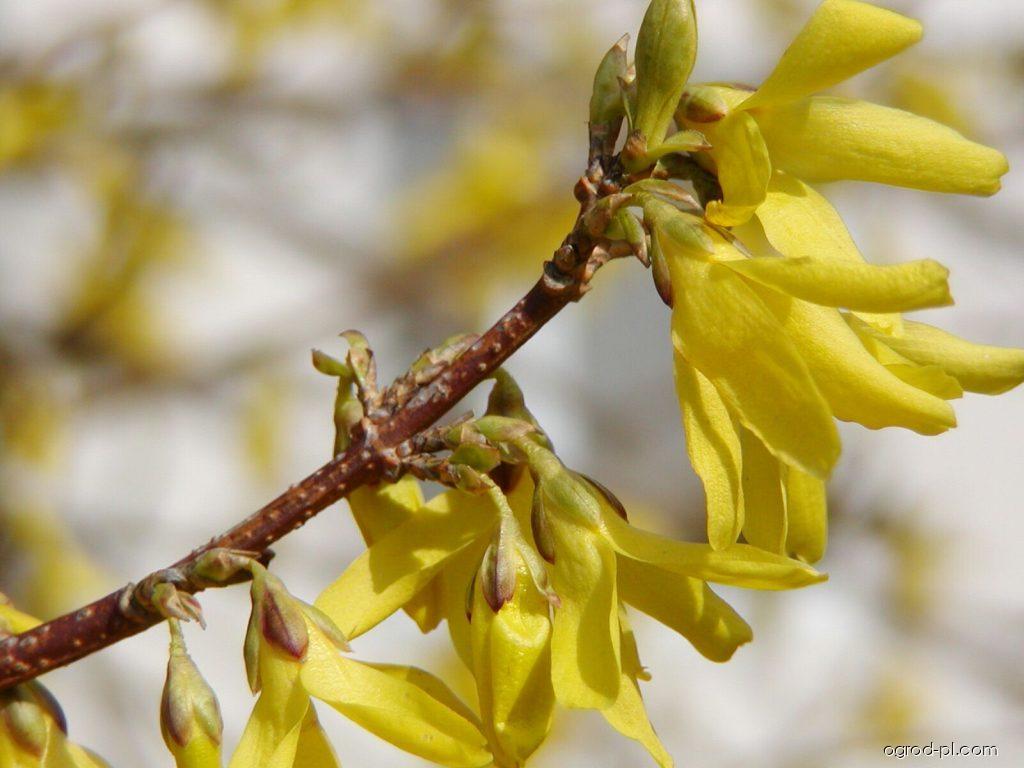 Zdjecia Forsycja Zwisla Kwiaty Ogrod Pl Com