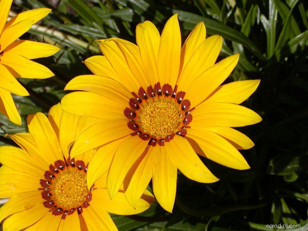 Gazania rigens L. (gazania lśniąca) Gazania rigens L. (gazania lśniąca)