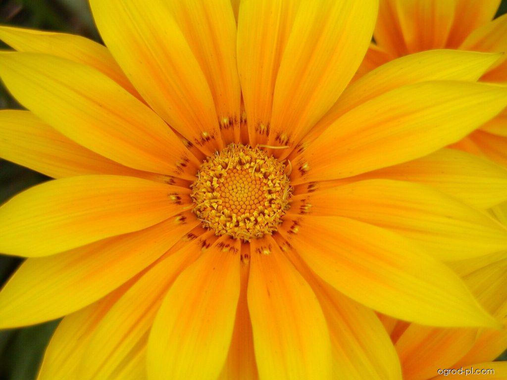 Gazania rigens L. (gazania lśniąca) Gazania rigens L. (gazania lśniąca)