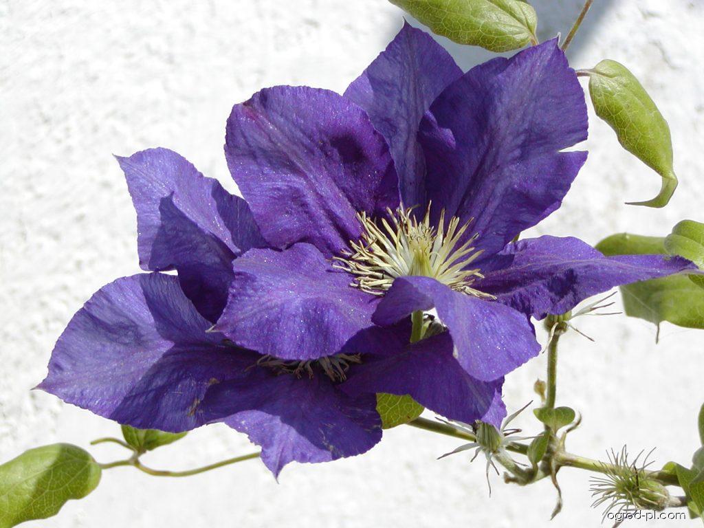 Clematis patens The President (powojnik) Clematis patens The President (powojnik)