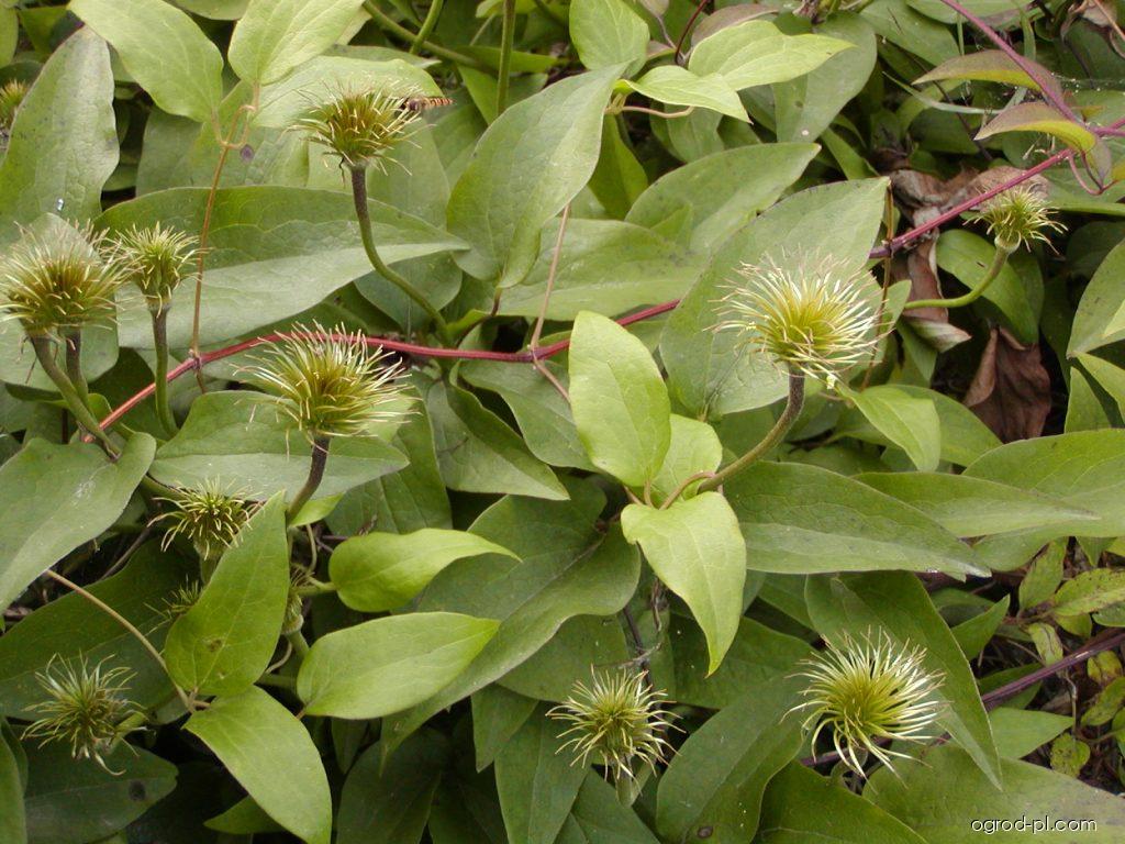 Clematis patens The President (powojnik) Clematis patens The President (powojnik)
