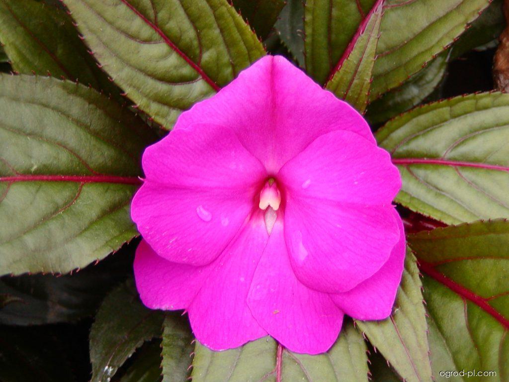 Impatiens New Guinea (impatiens nowogwinejski, niecierpek) Impatiens New Guinea (impatiens nowogwinejski, niecierpek)