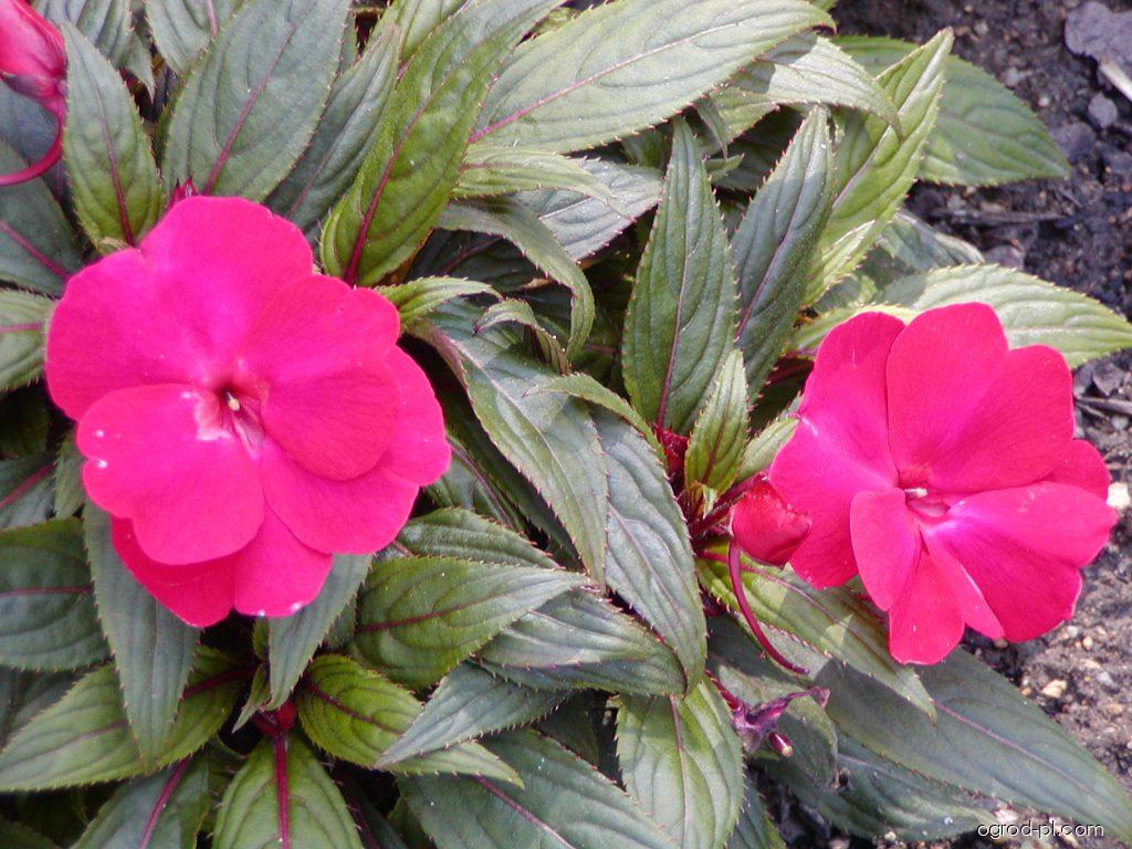 Impatiens New Guinea (impatiens nowogwinejski, niecierpek) Impatiens New Guinea (impatiens nowogwinejski, niecierpek)