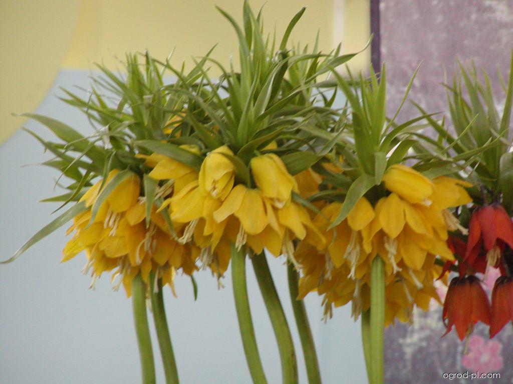 Fritillaria imperialis Lutea (szachownica cesarska) Fritillaria imperialis Lutea (szachownica cesarska)