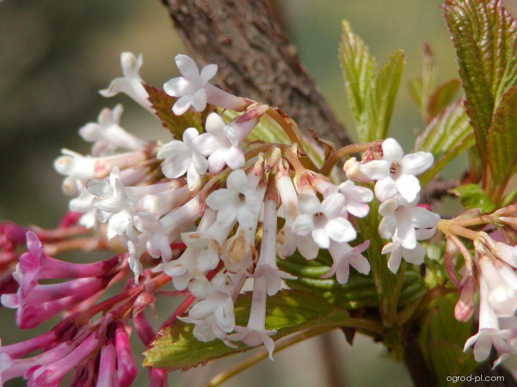 Viburnum farreri STEARN (kalina wonna) Viburnum farreri STEARN (kalina wonna)