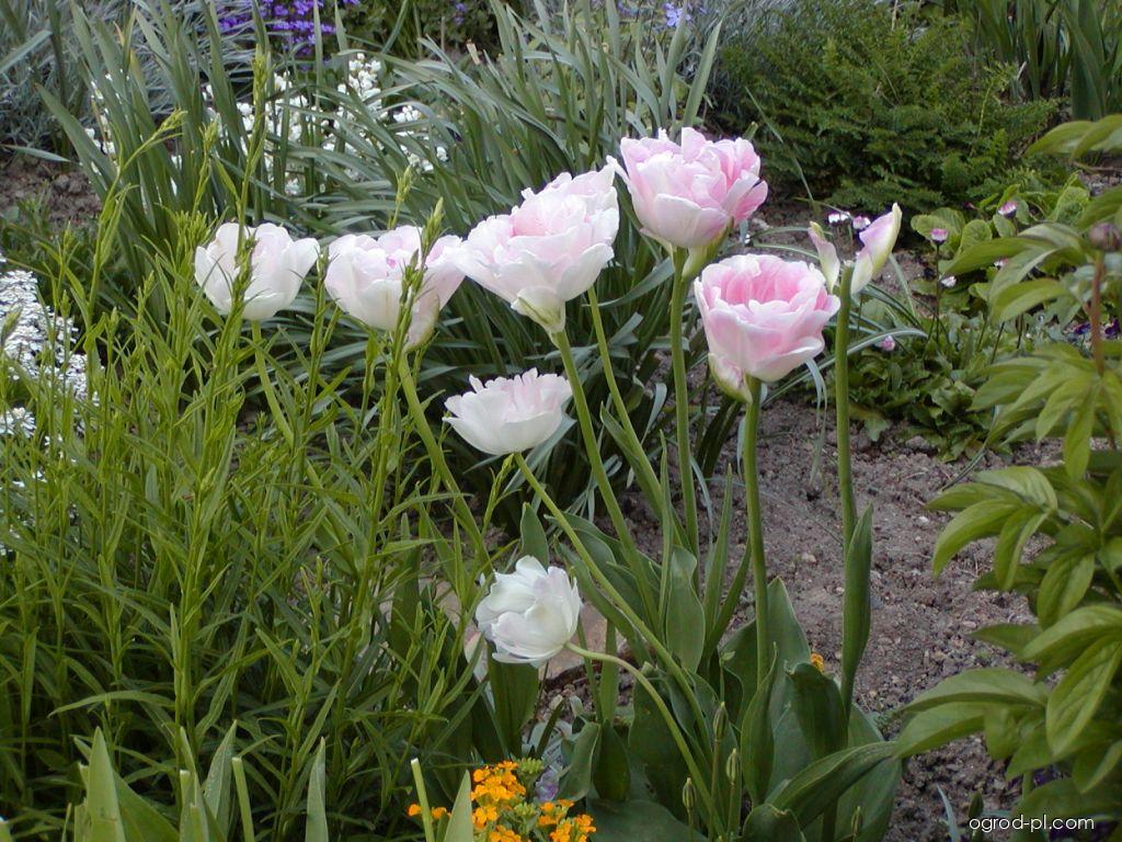 Tulipa Angelique (tulipan) Tulipa Angelique (tulipan)