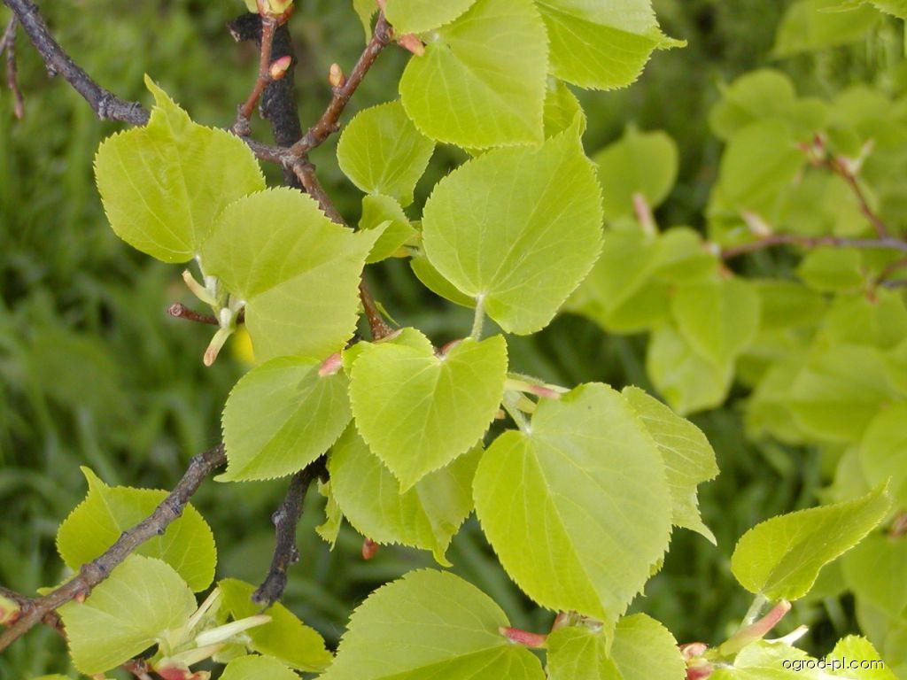 Tilia cordata Mill. (lipa drobnolistna) Tilia cordata Mill. (lipa drobnolistna)