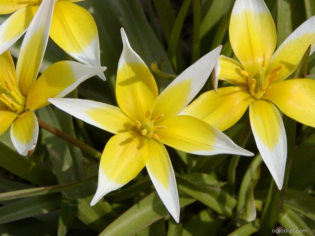 Tulipa urumiensis Stapf (tulipan późny) Tulipa urumiensis Stapf (tulipan późny)