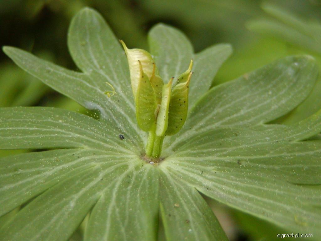 Eranthis hyemalis (L.) Salisb. (rannik zimowy) Eranthis hyemalis (L.) Salisb. (rannik zimowy)