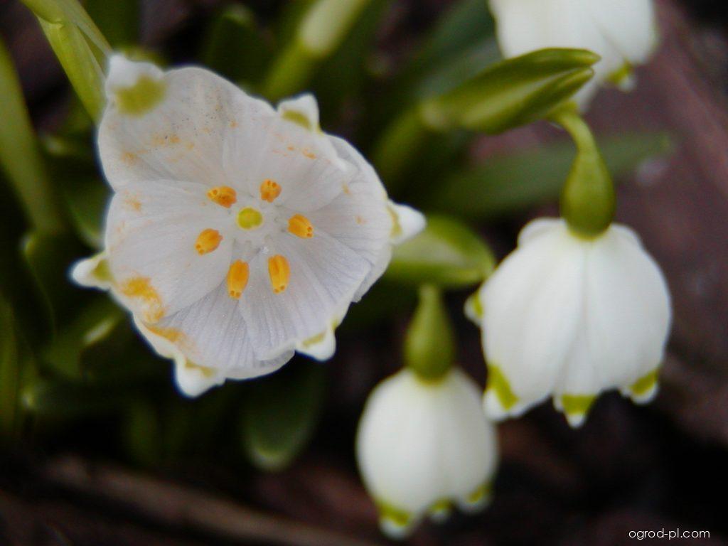 Leucojum vernum L. (śnieżyca wiosenna) Leucojum vernum L. (śnieżyca wiosenna)