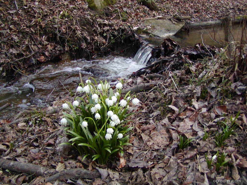 Leucojum vernum L. (śnieżyca wiosenna) Leucojum vernum L. (śnieżyca wiosenna)