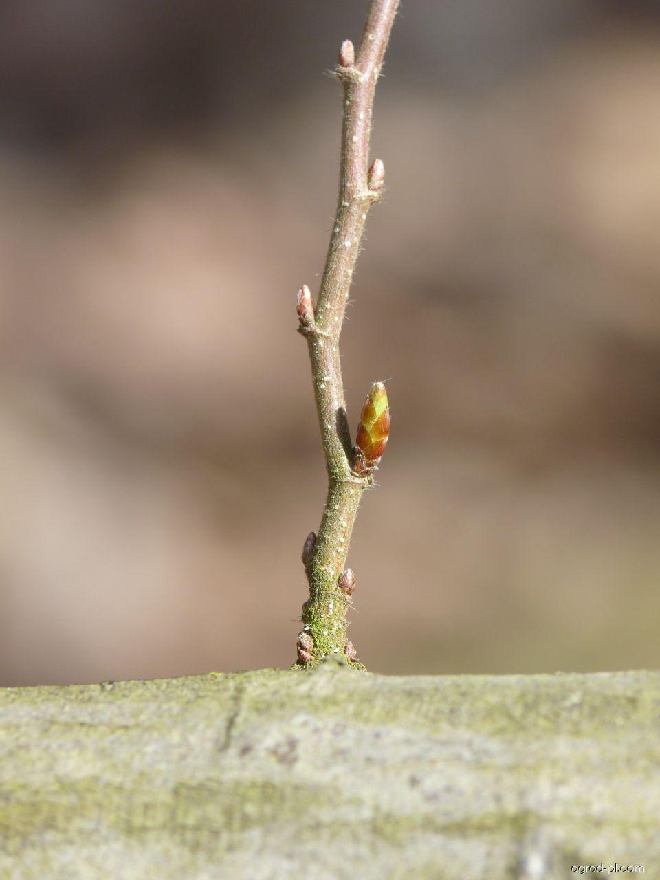Carpinus betulus L. (grab zwyczajny) Carpinus betulus L. (grab zwyczajny)