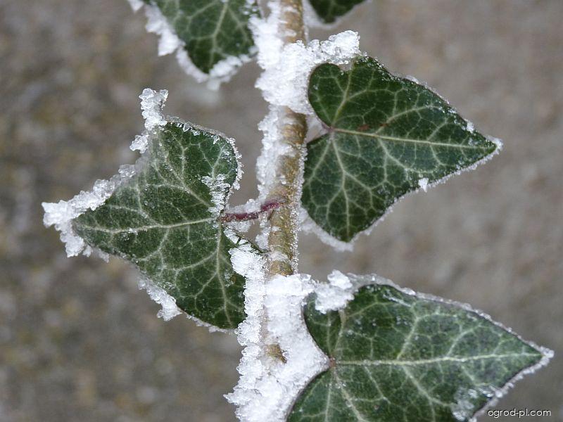 Hedera helix L. (bluszcz pospolity) Hedera helix L. (bluszcz pospolity)