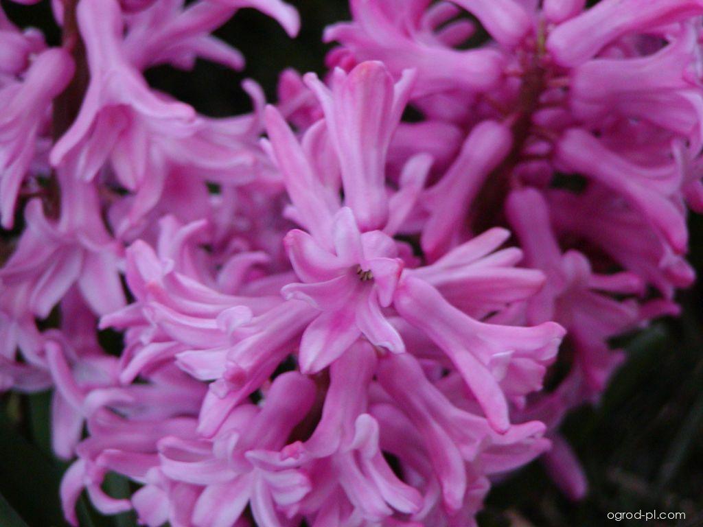 Hyacinthus orientalis L. (hiacynt wschodni) Hyacinthus orientalis L. (hiacynt wschodni)