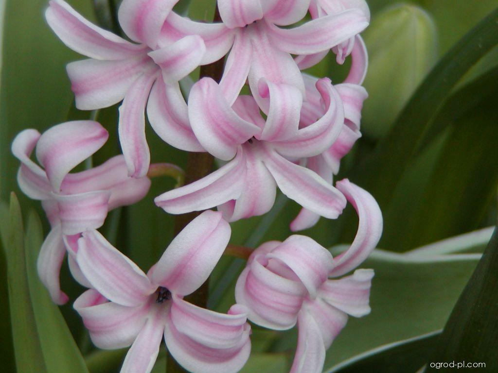 Hyacinthus orientalis L. (hiacynt wschodni) Hyacinthus orientalis L. (hiacynt wschodni)