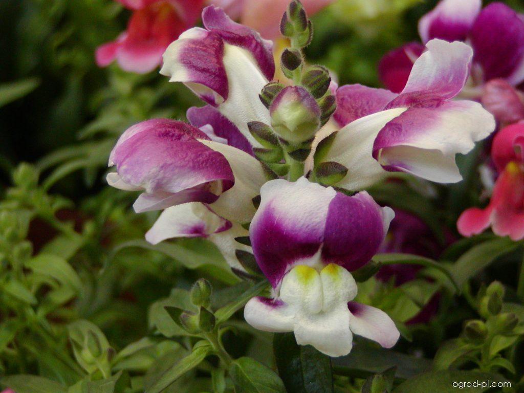 Antirrhinum majus L. (wyżlin większy) Antirrhinum majus L. (wyżlin większy)