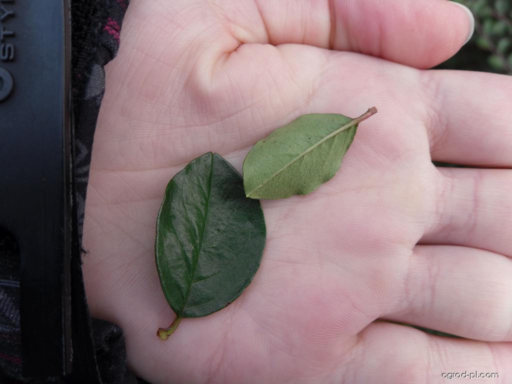 Cotoneaster divaricatus REHD. ET WILS. (irga rozkrzewiona) Cotoneaster divaricatus REHD. ET WILS. (irga rozkrzewiona)