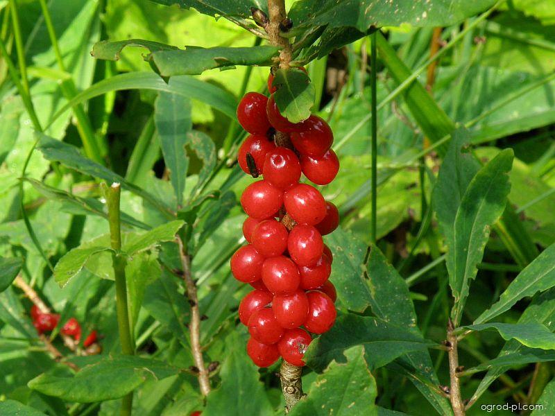 Daphne mezereum L. (wawrzynek wilczełyko) Daphne mezereum L. (wawrzynek wilczełyko)
