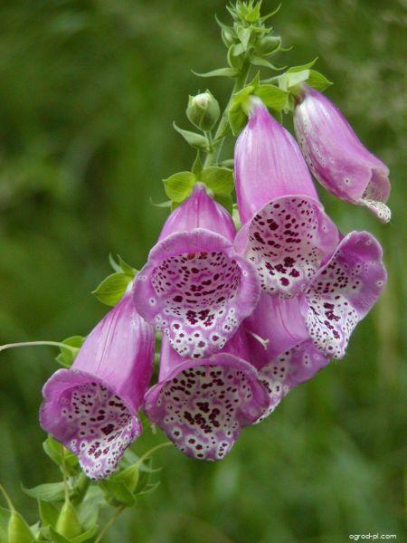 Digitalis purpurea L. (naparstnica purpurowa) Digitalis purpurea L. (naparstnica purpurowa)