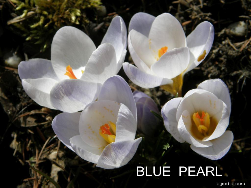 Crocus chrysanthus Blue Pearl (szafran) Crocus chrysanthus Blue Pearl (szafran)